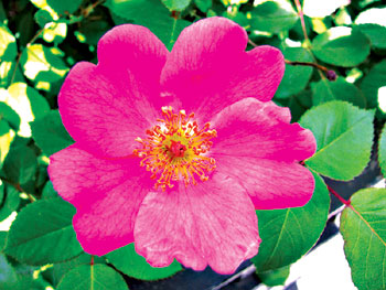 Wild Spirit Wild Spirit