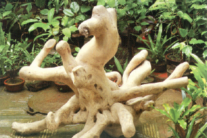 শেকড়ে জেগে ওঠে প্রাণ