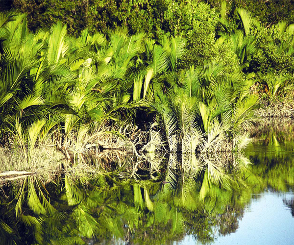 সুন্দরবনে সাত বৎসর : ভুবনমোহন থেকে বিভূতিভূষণ