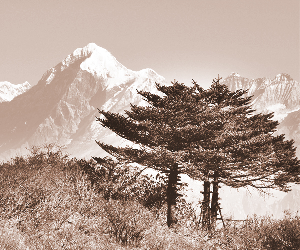 উঁচু বিষাক্ত গাছের দেশে