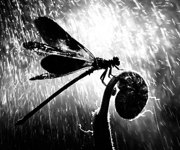 আধেক বিবৃতি