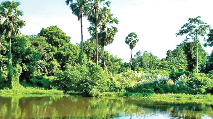 ফনেচাচা