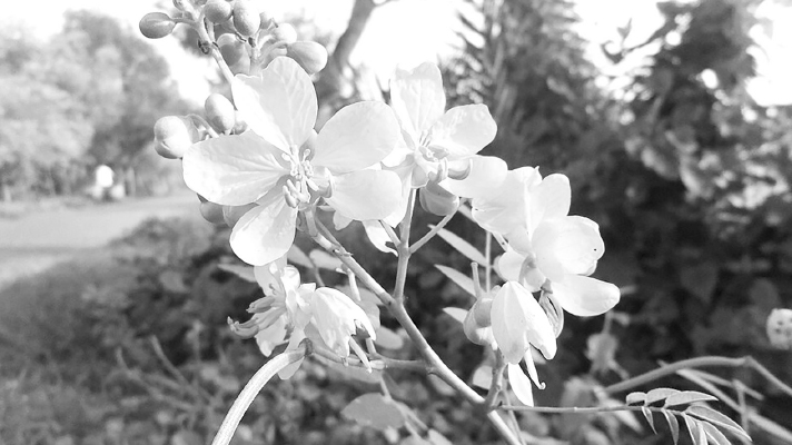 বুনো ফুলের চরণচিহ্ন